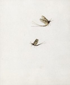 Watercolor of "Ephemera vulgate" by Katherine Plymley (1805)